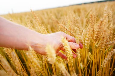 Buğday adamın eli kulağında. Günbatımı hasat sahada