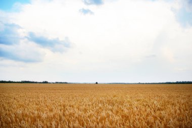 Boş kırsal yolu ile alanlar whea ile. Gebe