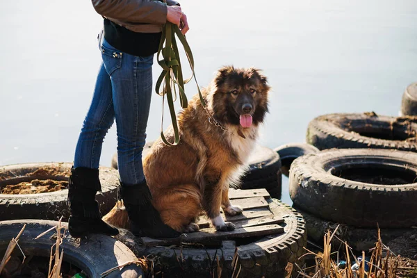 Young woman playing with Caucasian shepherd in a delightful spring day