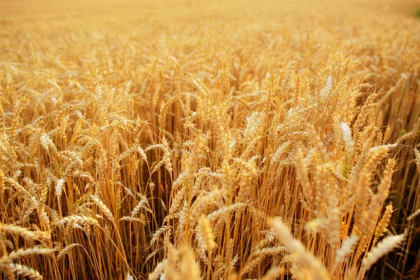 Wheat Field Ears Golden Wheat Close — Stock Photo, Image