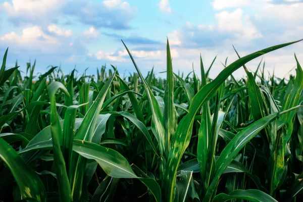 Yeşil mısır alan, mavi gökyüzü ve güneş yaz gününde. Gebe