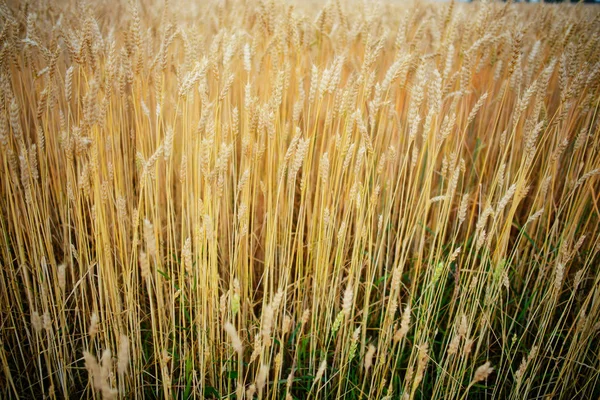 Campo Trigo Orejas Trigo Dorado Cerca Hermoso Paisaje Puesta Del —  Fotos de Stock