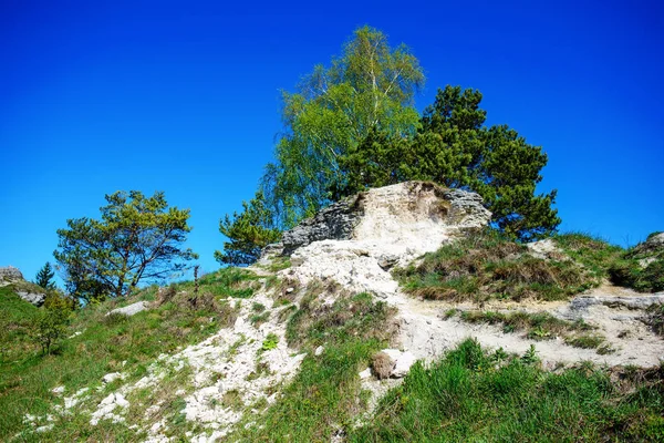 Karpatlar 'da derin mavi gökyüzünün altındaki çam ormanı