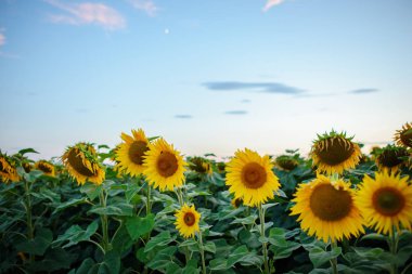 Kabarık bulutlar ile güzel bir ışık gökyüzü karşı alacakaranlıkta güneş battıktan sonra güzel sarı-yeşil ayçiçeği ekimi.