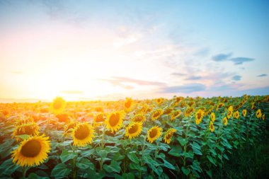 Kabarık bulutlar ile güzel bir ışık gökyüzü karşı alacakaranlıkta güneş battıktan sonra güzel sarı-yeşil ayçiçeği ekimi.
