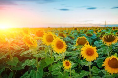 Kabarık bulutlar ile güzel bir ışık gökyüzü karşı alacakaranlıkta güneş battıktan sonra güzel sarı-yeşil ayçiçeği ekimi.