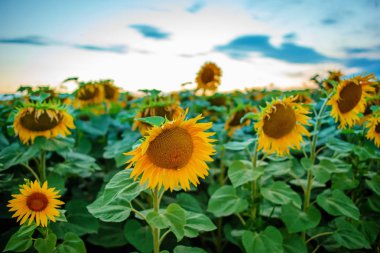 Kabarık bulutlar ile güzel bir ışık gökyüzü karşı alacakaranlıkta güneş battıktan sonra güzel sarı-yeşil ayçiçeği ekimi.