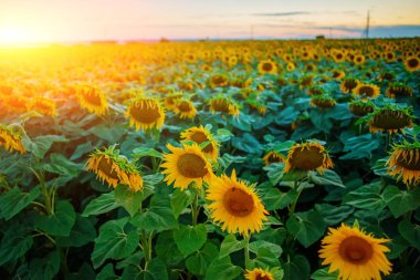 Kabarık bulutlar ile güzel bir ışık gökyüzü karşı alacakaranlıkta güneş battıktan sonra güzel sarı-yeşil ayçiçeği ekimi.