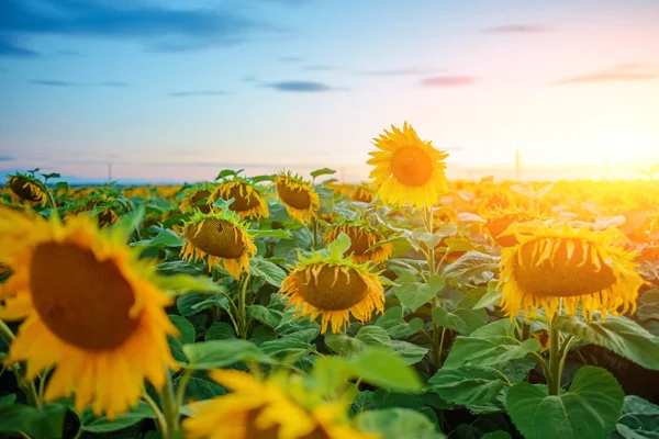 Eine Plantage Schöner Gelb Grüner Sonnenblumen Nach Sonnenuntergang Der Dämmerung — Stockfoto