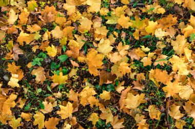Sarı, turuncu ve kırmızı sonbahar yaprakları sonbaharda Park