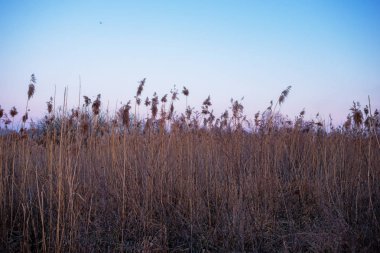 Bir arka plan günbatımı üzerinde kuru kamışı