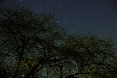 Ay ve yıldızlarla dolu gece gökyüzü bir orman üzerinden ışık tarafından geçen bulutlar.
