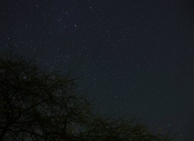Ay ve yıldızlarla dolu gece gökyüzü bir orman üzerinden ışık tarafından geçen bulutlar.