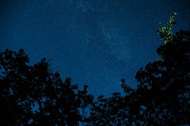 Mavi karanlık gece gökyüzünde birçok yıldız alan ağaçların yukarıda. Milkyway cosmos arka plan