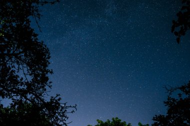 Mavi karanlık gece gökyüzünde birçok yıldız alan ağaçların yukarıda. Milkyway cosmos arka plan