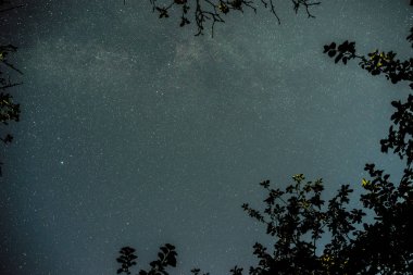 Mavi karanlık gece gökyüzünde birçok yıldız alan ağaçların yukarıda. Milkyway cosmos arka plan
