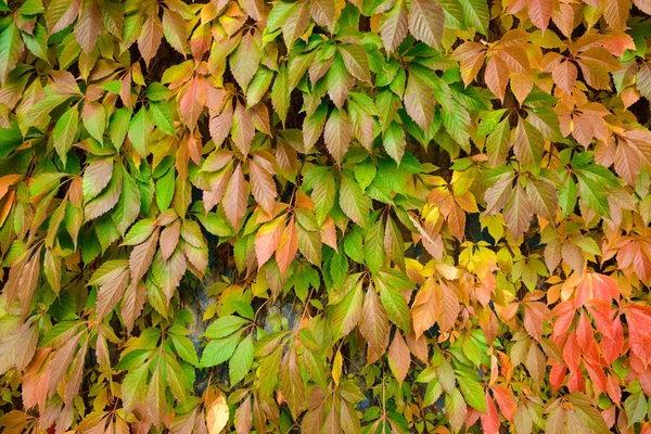 Amarelo Laranja Vermelho Folhas Outono Parque Outono — Fotografia de Stock