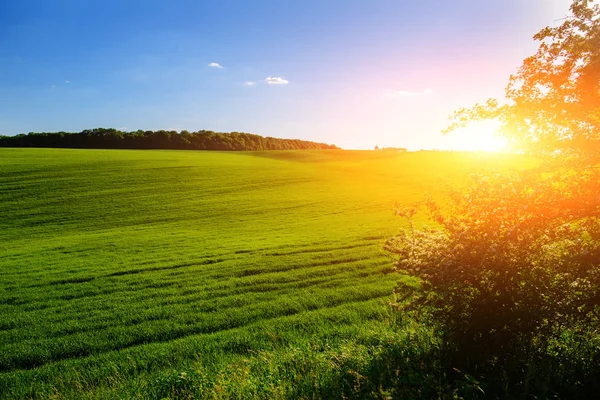 Morgenlandschaft Mit Grünem Feld Spuren Von Traktor Sonnenstrahlen — Stockfoto