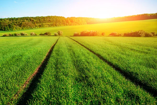 Paisagem Manhã Com Campo Verde Vestígios Trator Raios Sol — Fotografia de Stock