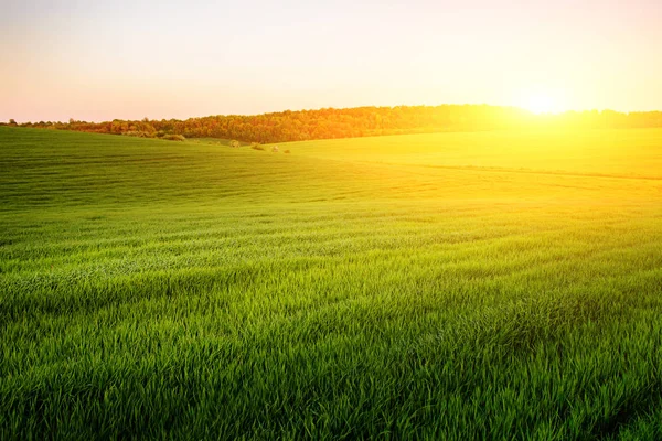 Paisagem Manhã Com Campo Verde Vestígios Trator Raios Sol — Fotografia de Stock