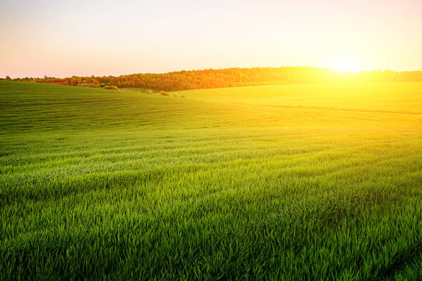 Утренний пейзаж с зеленым полем, следы трактора в солнечных лучах
.