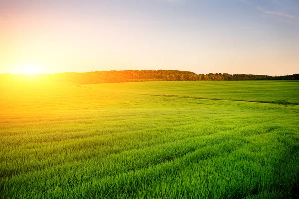 Paisagem Manhã Com Campo Verde Vestígios Trator Raios Sol — Fotografia de Stock