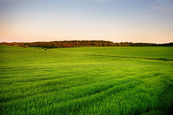 Eine Grüne Wiese Und Ein Kleiner Wald Unter Blauem Himmel — Stockfoto