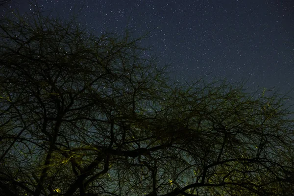 Clouds Passing Moon Light Forest Night Sky Full Stars — Stock Photo, Image