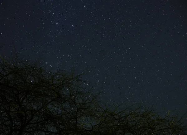 Obláčky Měsíčním Světle Tím Přes Les Noční Oblohu Plnou Hvězd — Stock fotografie