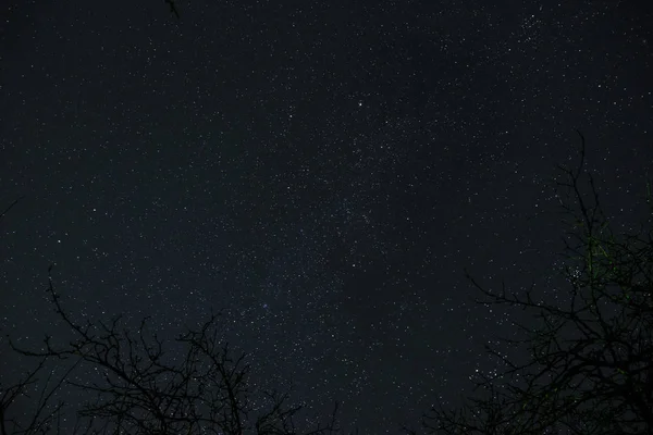 Yıldızlarla Dolu Gece Gökyüzü Bir Orman Üzerinden Işık Tarafından Geçen — Stok fotoğraf