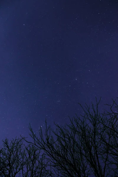 Obláčky Měsíčním Světle Tím Přes Les Noční Oblohu Plnou Hvězd — Stock fotografie