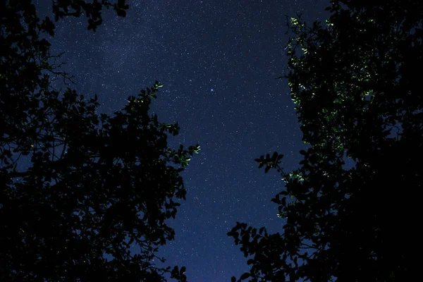 Blå Mörka Natthimlen Med Många Stjärnor Ovanför Fältet Träd Milkyway — Stockfoto