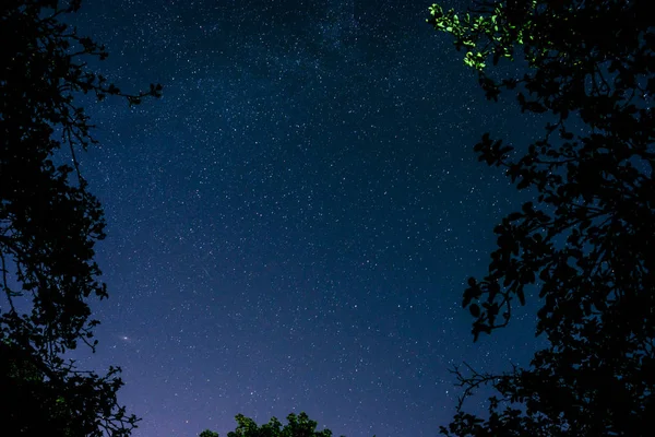 Mavi Karanlık Gece Gökyüzünde Birçok Yıldız Alan Ağaçların Yukarıda Milkyway — Stok fotoğraf