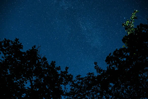 Kék Sötét Éjszaka Sok Csillag Fent Fák Területén Milkyway Cosmos — Stock Fotó