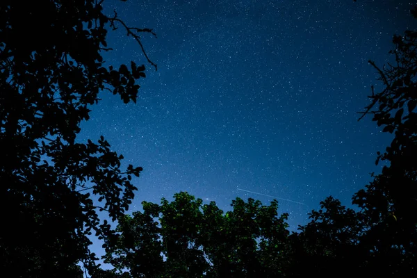 나무의 어두운 Milkyway 코스모스 — 스톡 사진