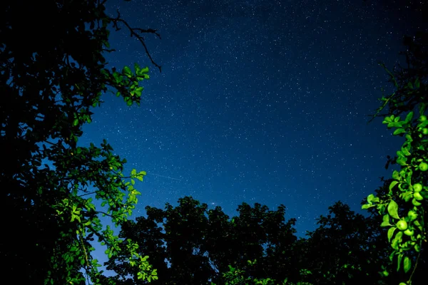 Ciel Nocturne Bleu Foncé Avec Nombreuses Étoiles Dessus Champ Arbres — Photo