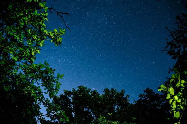 Mavi Karanlık Gece Gökyüzünde Birçok Yıldız Alan Ağaçların Yukarıda Milkyway — Stok fotoğraf