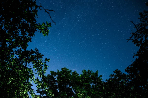 Modrá Tmavá Noční Obloha Mnoha Hvězdami Nad Polem Stromů Milkyway — Stock fotografie