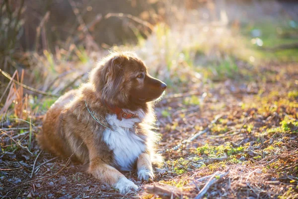 Chien Berger Caucasien Portrait Extérieur Extérieur Magnifique Jour Printemps — Photo