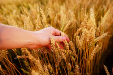 Buğday adamın eli kulağında. Günbatımı hasat sahada