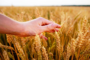 Buğday adamın eli kulağında. Günbatımı hasat sahada