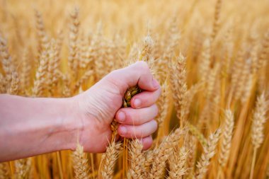 Buğday adamın eli kulağında. Günbatımı hasat sahada