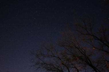 Güzel bir gece gökyüzü, Samanyolu ve ağaçlar