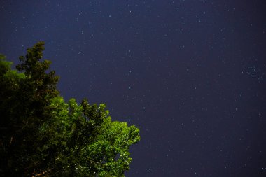 Mavi karanlık gece gökyüzünde birçok yıldız alan ağaçların yukarıda. Milkyway cosmos arka plan