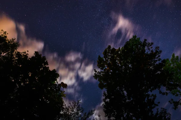 Silueta Del Bosque Cielo Nocturno — Foto de Stock