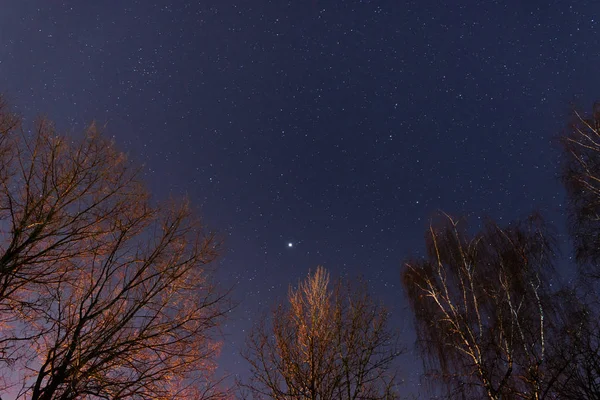 Een Prachtige Nachthemel Melkweg Bomen — Stockfoto