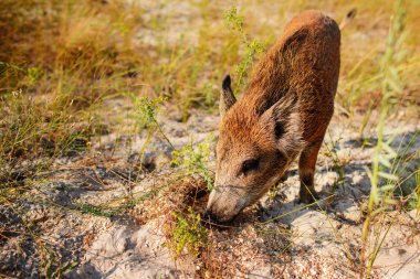 Yaban domuzu sisli sabahı ormanda yürüyüş ve kameraya bakıyor. Yabani hayvanlar ve bitkiler doğal ortamlarında.