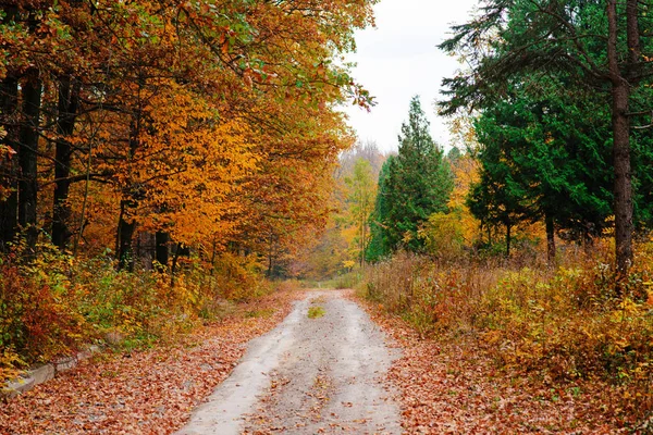 オレンジ色の紅葉トレイルと日当たりの良い秋の森の明るくカラフルな風景 — ストック写真