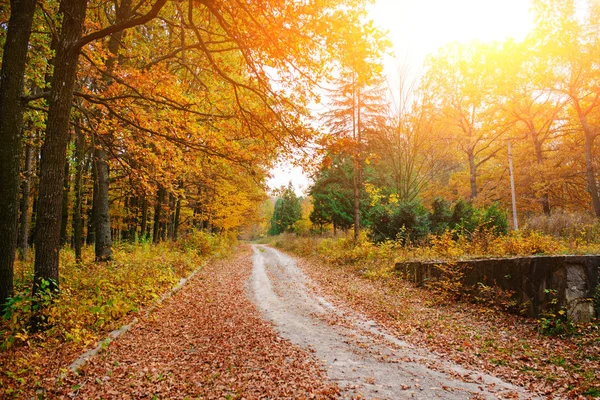 阳光明媚的秋季森林景观与道路和石头集团的一侧的方式 — 图库照片