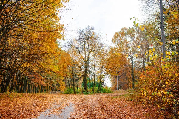 Jasny Kolorowy Krajobraz Słoneczny Jesienny Las Pomarańczowy Liści Szlak — Zdjęcie stockowe